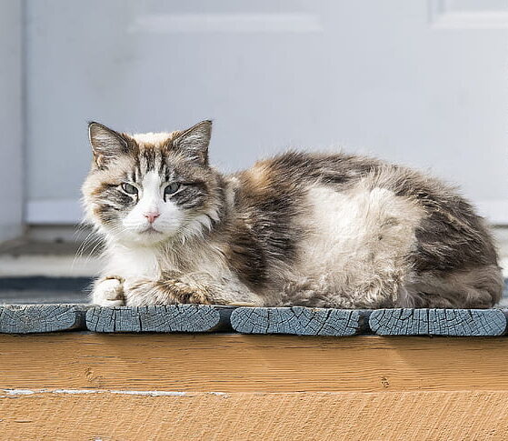 Gato ragamuffin descansando