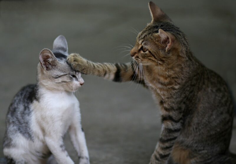 Adoptar a otro gato es una medida que debe ser considerada