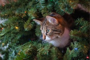Hay maneras de alejar a los gatos de los árboles de Navidad