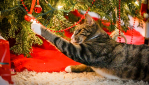 Hay maneras de alejar a los gatos de los árboles de Navidad