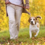 Es importante saber cuál es el mejor momento para pasear al perro en verano