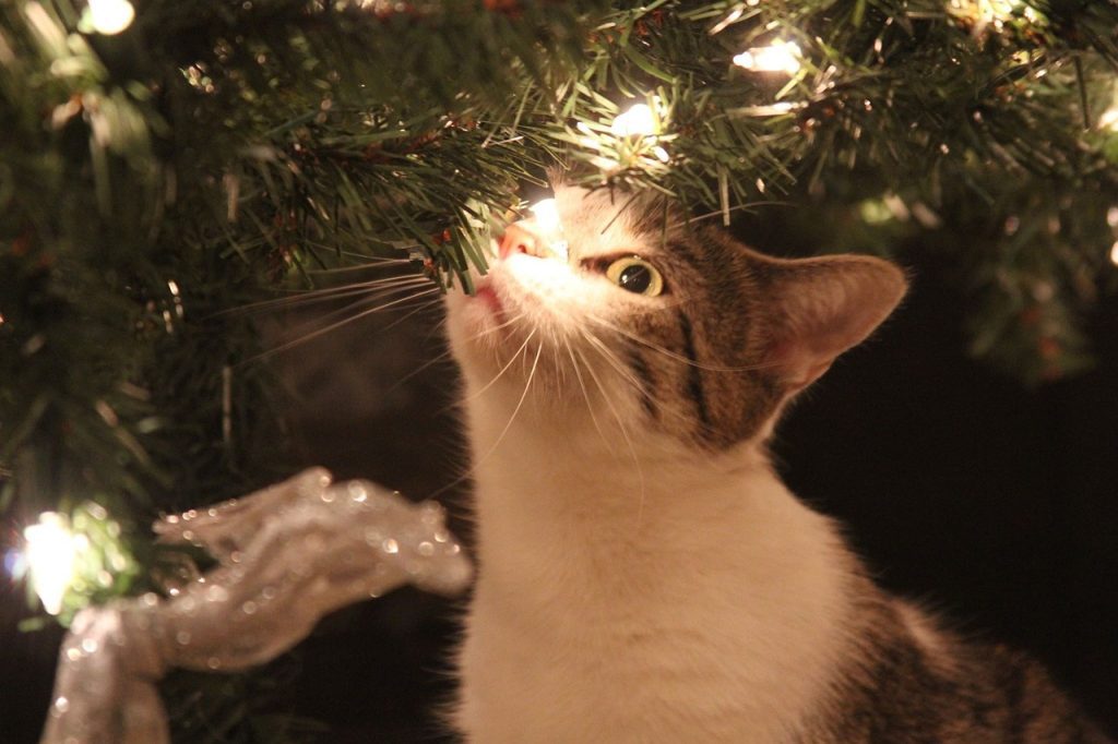 A los gatos les llama la atención las luces de navidad