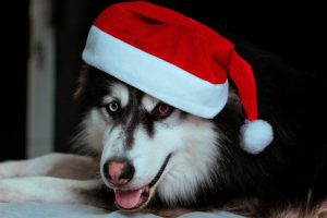 Los perros no pueden comer panetón en navidad