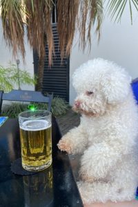 Los perros no pueden beber alcohol