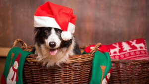 Puedes disfrutar tomarle fotos en navidad a tus mascotas