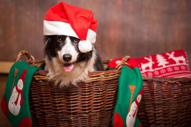 Puedes disfrutar tomarle fotos en navidad a tus mascotas