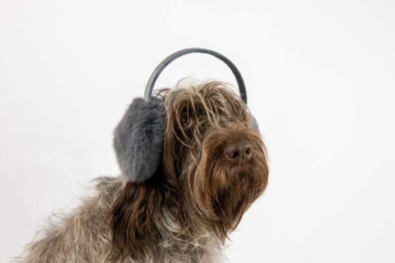 Los tapa oidos externos para perros son la mejor opción ante la pirotecnia