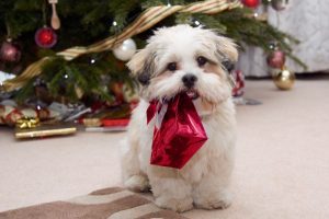 Un perrito con su regalo de navidad para masotas