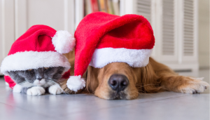 Tanto perros como gatos se ven afectados por los fuegos artificiales