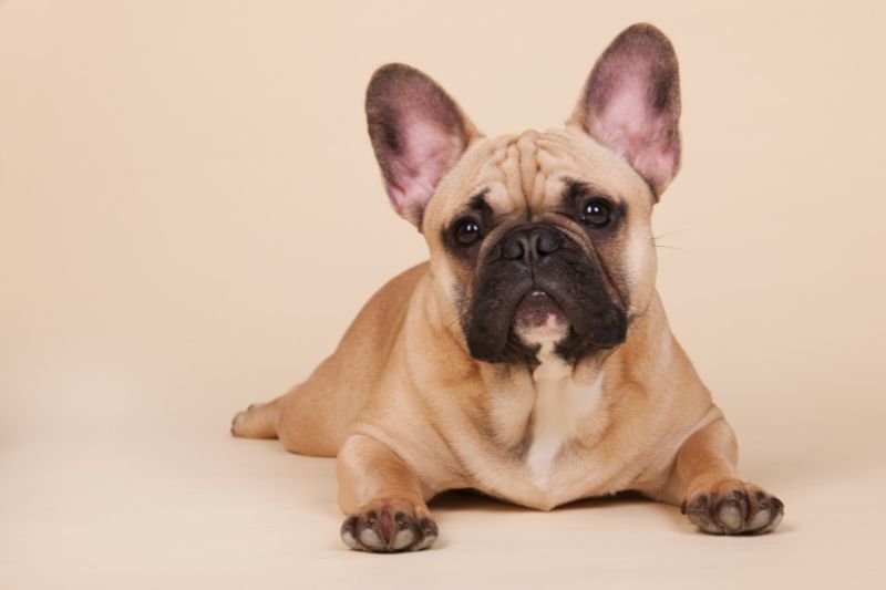 el bulldog francés es un perro muy cariñoso y leal