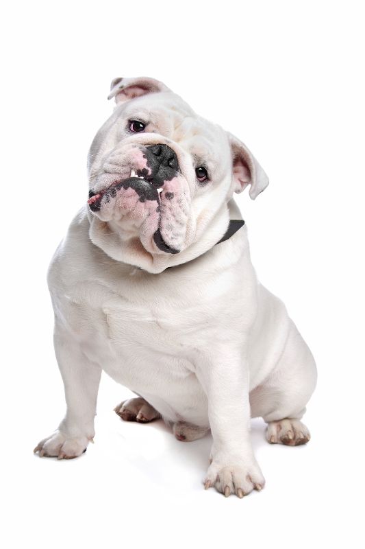 El bulldog inglés es de las razas de perros que pueden sufrir en verano