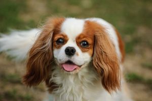 Dentro que las razas que les afecta el verano están los perros Cavalier