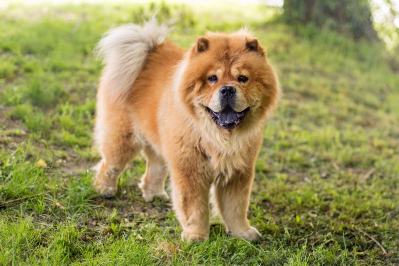 Los chow chow son de las razas de perros que se ven afectadas por el verano