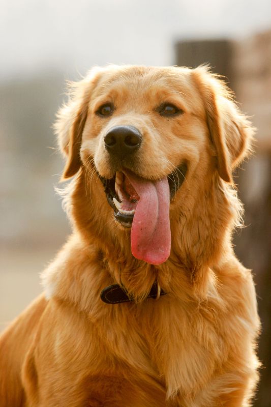 Los perros golden es de las razas que se ven afectadas en el verano