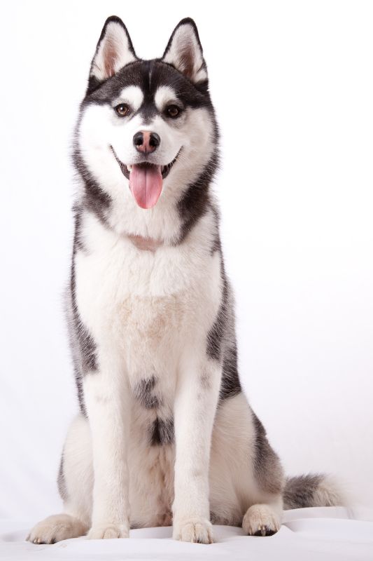 El husky siberiano es un perro criado para el frio