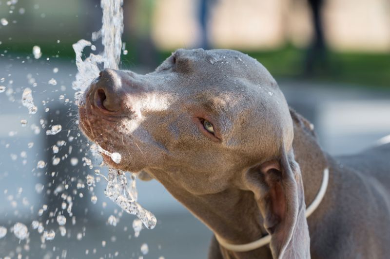 Tomar agua en verano durante el paseo es de vital importancia