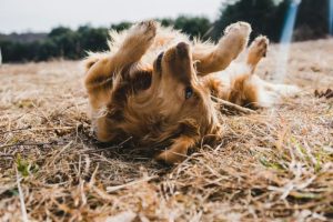Los perros también pueden sufrir de alergias estacionales