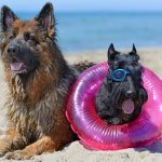 Las playas pet freindly en Lima son un lugar ideal para pasar el dia con tus peludos