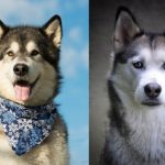 Existen diferencias entre el husky siberiano y el malamute de alaska