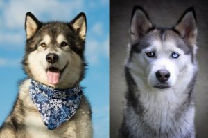 Existen diferencias entre el husky siberiano y el malamute de alaska