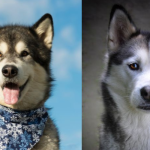 Existen diferencias entre el husky siberiano y el malamute de alaska