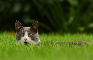 Puedes adoptar un gato feral, pero es un proceso difícil