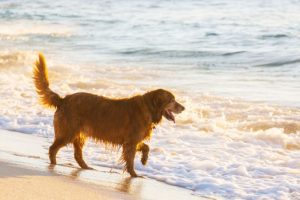 Tu perro puede ir a la playa tomando ciertas precauciones