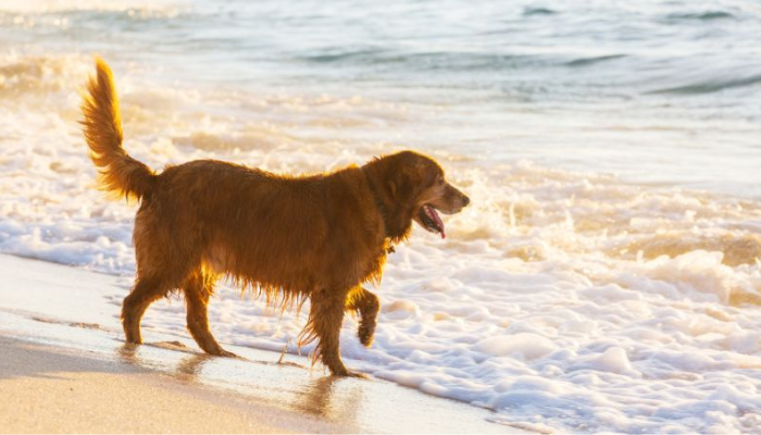 Tu perro puede ir a la playa tomando ciertas precauciones