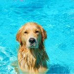 Para bañar a los perros en piscinas hay tomar precauciones