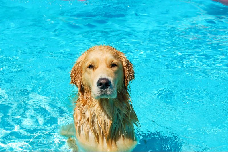 Para bañar a los perros en piscinas hay tomar precauciones