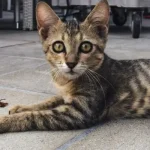 Los insectos pueden afectar la vida de las mascotas