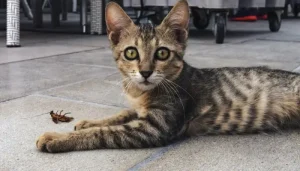 Los insectos pueden afectar la vida de las mascotas