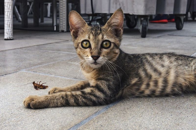 Los insectos pueden afectar la vida de las mascotas