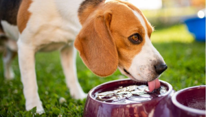 El tipo de agua que tome tu mascota es fundamental para su bienestar