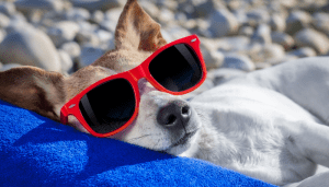 Los bloqueadores solares para perros son importantes para las salidas en verano