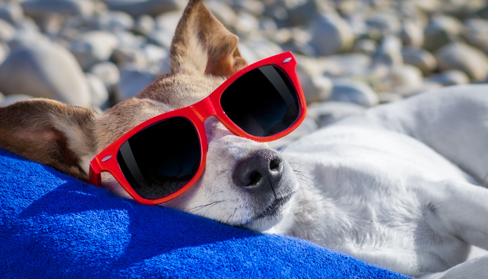 Los bloqueadores solares para perros son importantes para las salidas en verano