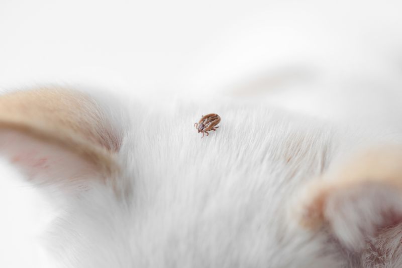 Las garrapatas son insectos que afectan a las mascotas causandoles enfermedades