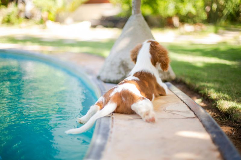 Es necesario tomar medidas después que los perros se bañen en piscinas