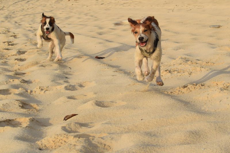 La atencion en la arena para que los perros vayan a la palya también es importante
