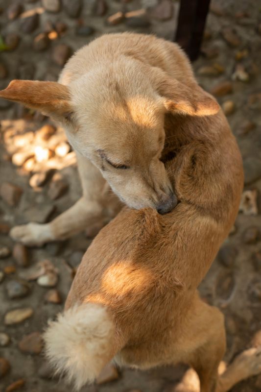 Las hormigas pueden picar a tu perro sinq que ellos se den cuenta