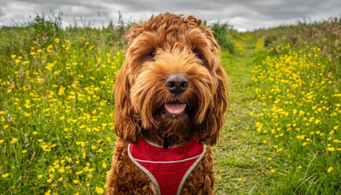 La raza de perro cockapoo se parece a un oso de peluche