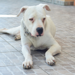 En Perú se considera al Dogo Argentino como una raza PPP