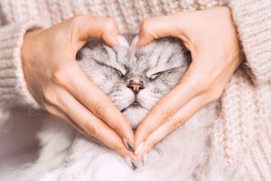 La ailurofilia es el amor y admiración por los gatos