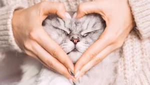 La ailurofilia es el amor y admiración por los gatos