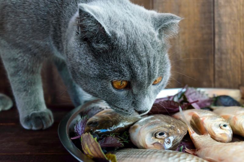 Es bueno darle a los gatos pescado
