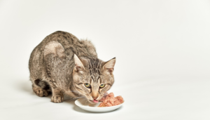 Existen algunos mitos con respecto a la comida para gatos