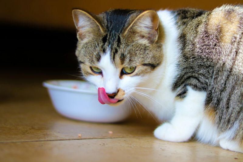 Existen algunos mitos con respecto a la comida para gatos