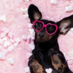 Hay muchas opciones para celebrar San Valentín junto a tus mascotas