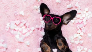 Hay muchas opciones para celebrar San Valentín junto a tus mascotas