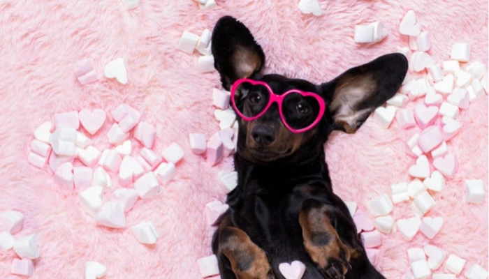 Hay muchas opciones para celebrar San Valentín junto a tus mascotas